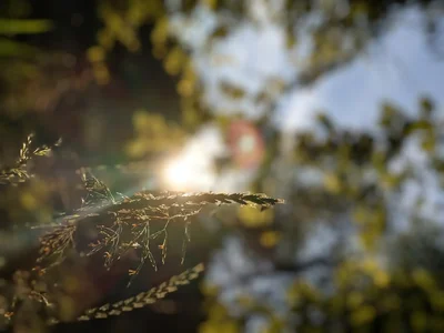 grass seed heads backlit by golden sunlight