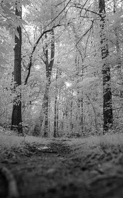 forest path through deciduous trees