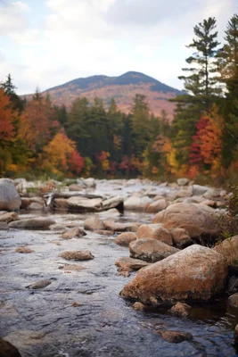 rocky stream through autumn forest with mountain backdrop
