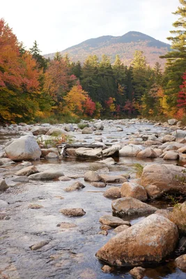 rocky stream through autumn forest mountain landscape