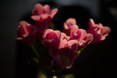 pink flowers in soft dramatic lighting