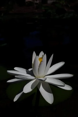 white water lily blooming in dark pond