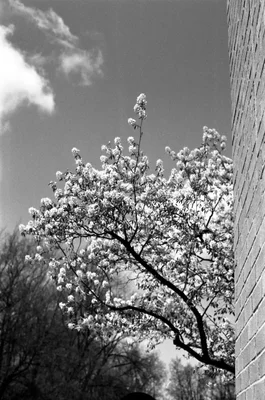 flowering tree branch against building and sky