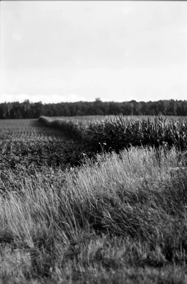 rural farmland with crops and distant treeline