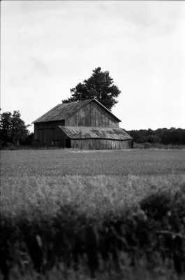 weathered barn in rural farmland field
