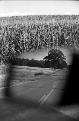 rural road curves through farmland cornfields