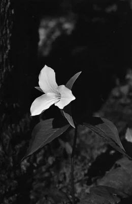 solitary trillium flower in forest shadows