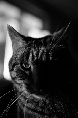 tabby cat portrait in dramatic lighting