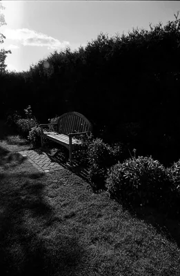 garden bench along path with hedge backdrop