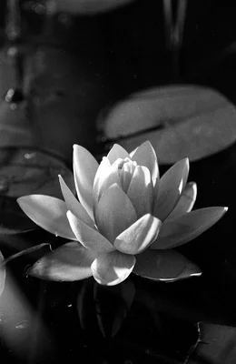 water lily bloom floating on dark pond