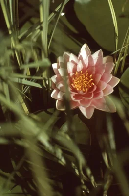 pink water lily floating among green reeds