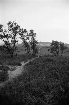 winding path through hillside landscape with trees