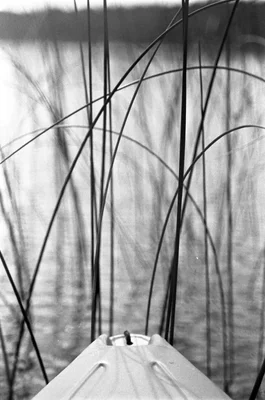 boat bow among reeds on water