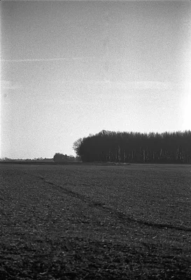 empty plowed field with distant tree line