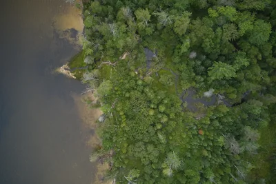 aerial view of wetland forest meeting muddy water
