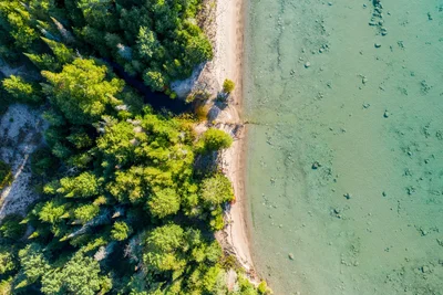 aerial view of forested shoreline meeting green water