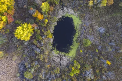 dark pond surrounded by autumn forest wetland