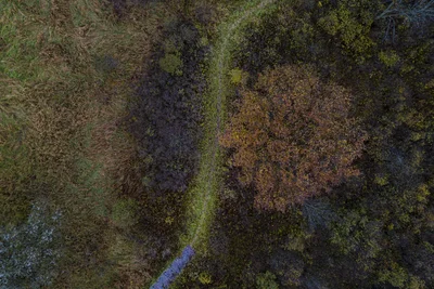 aerial view of wetland marsh landscape