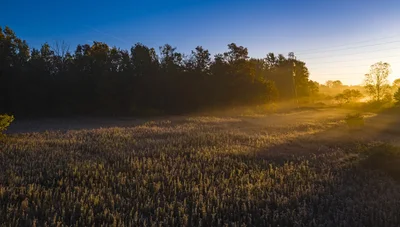 misty sunrise over harvested field with treeline