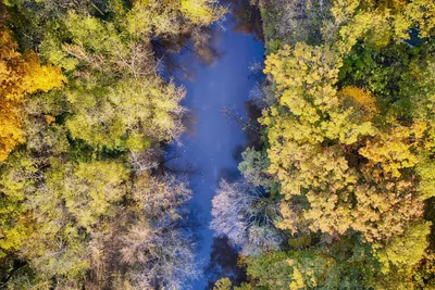 aerial view of river through autumn forest