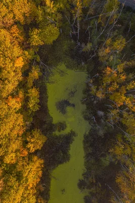 autumn wetland viewed from above