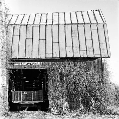 abandoned barn with overgrown hay and weathered siding