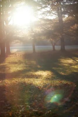 sunlight streaming through trees morning mist