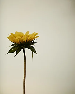 yellow sunflower viewed from below against neutral background