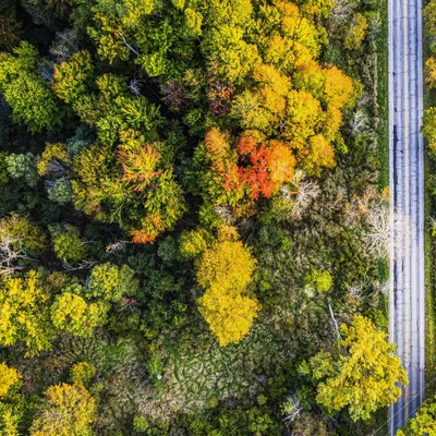 autumn forest canopy beside paved road aerial view