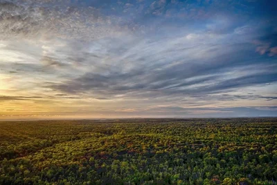 vast forest canopy under dramatic sunset sky