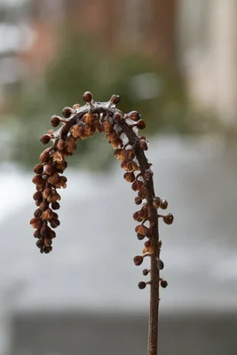 dried seed pods on curved winter stem