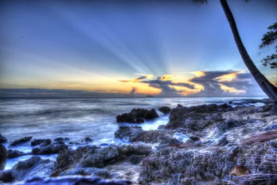rocky coastline with palm tree at sunset
