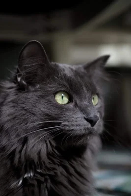 gray cat with green eyes looking upward