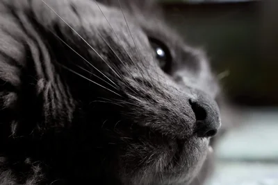 close up of cat nose and whiskers