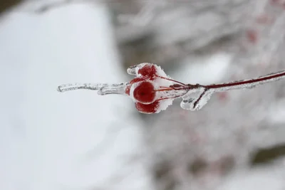 frozen red berries encased in ice