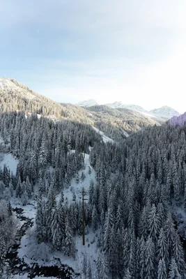 snowy mountain slopes with evergreen forest and power lines