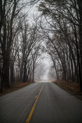 foggy road through bare winter trees