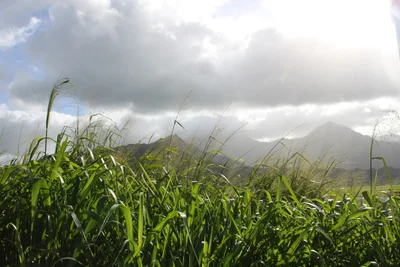 tall grass field beneath cloudy mountain landscape