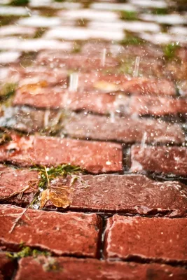 wet brick pathway with moss during rainfall