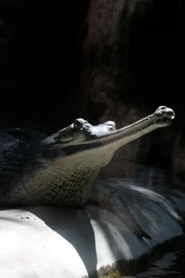 young alligator with open jaws in water