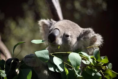 koala eating eucalyptus leaves in sunlight