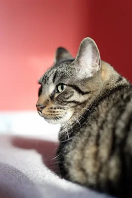tabby cat gazing sideways on soft surface