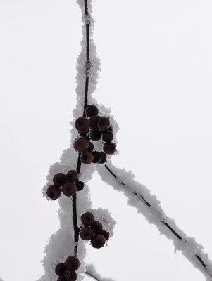 frost covered berries on winter branches
