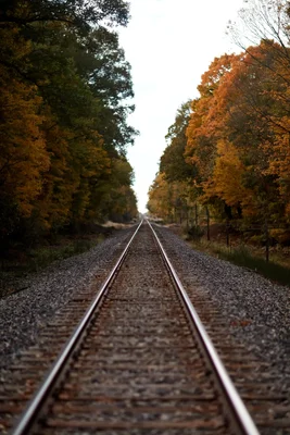 railroad tracks through autumn forest corridor
