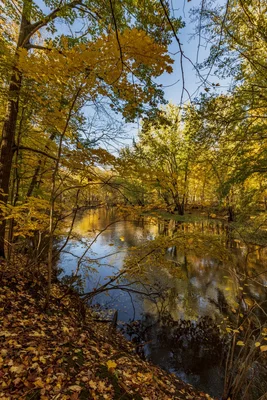 autumn forest stream with golden foliage reflections