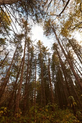 tall forest trees viewed from below