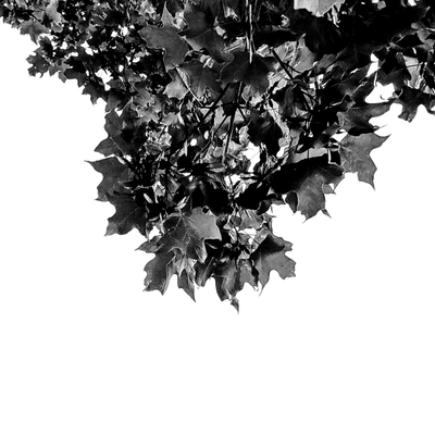 maple leaves