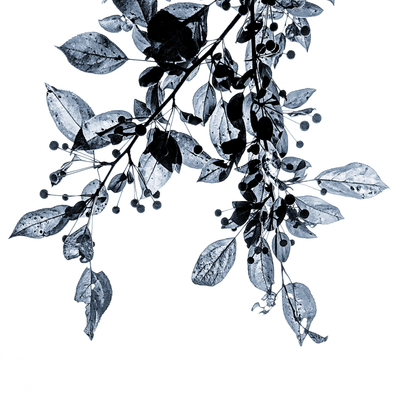 cherry leaves and berries