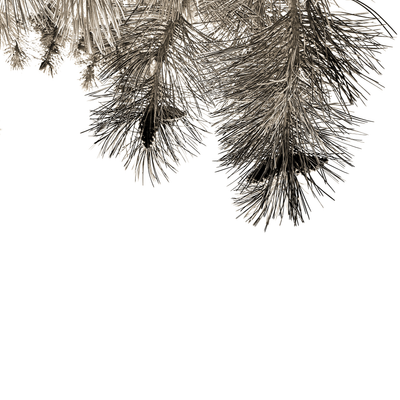 pine needles