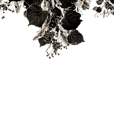 linden leaves and berries